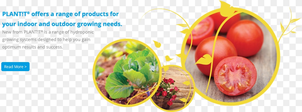 Plant T Plum Tomato, Food, Produce, Vegetable, Leaf Png