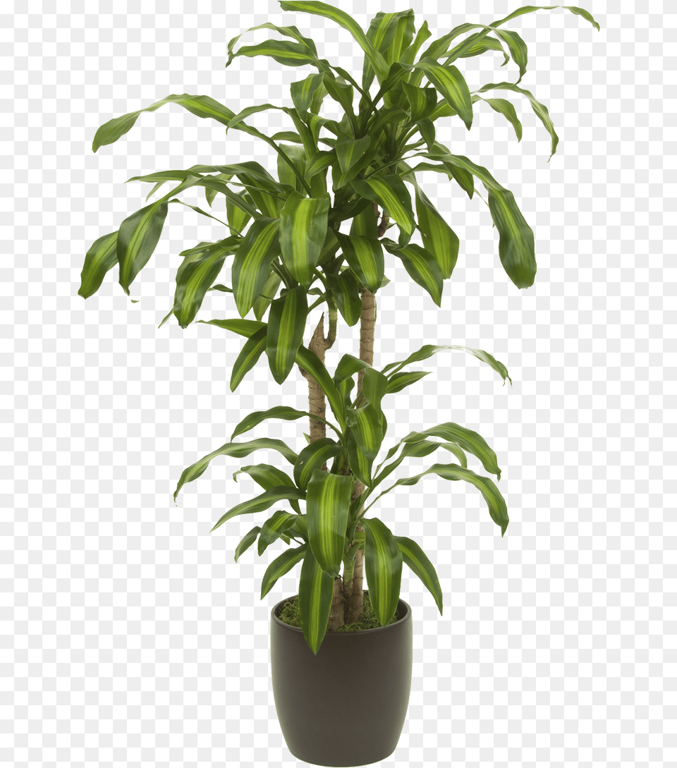 Plant Tall Plant, Leaf, Potted Plant, Tree, Palm Tree Free Png