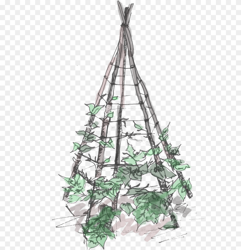 Plant Teepee, Chandelier, Lamp, Art, Vegetation Png