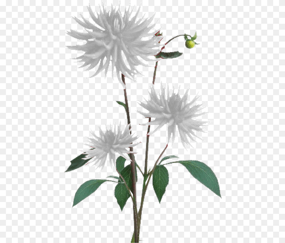 Plant Texture, Dahlia, Flower, Leaf, Daisy Free Png