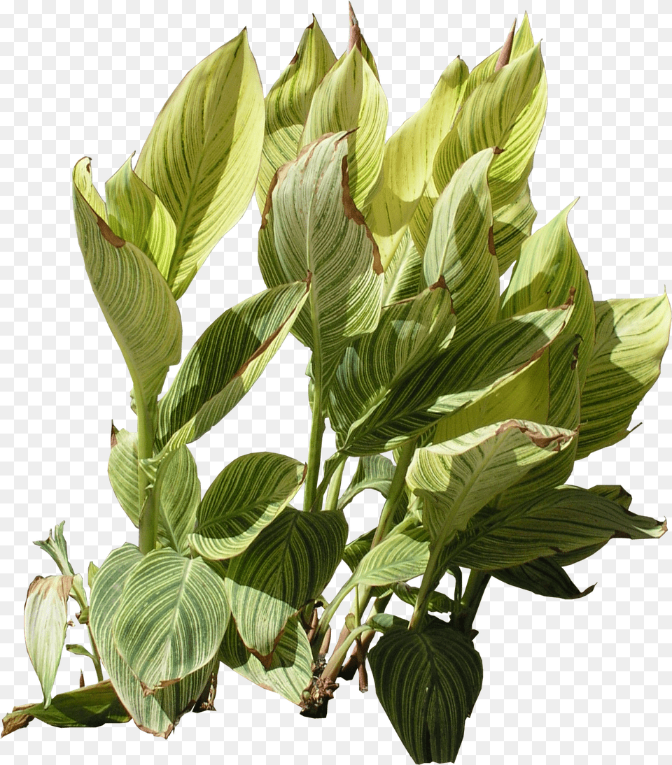 Plant Texture, Leaf, Flower, Potted Plant, Indoors Png