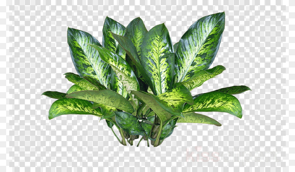 Plant Texture Clipart Plants Aesthetic Overlays For Edits, Leaf Free Png Download