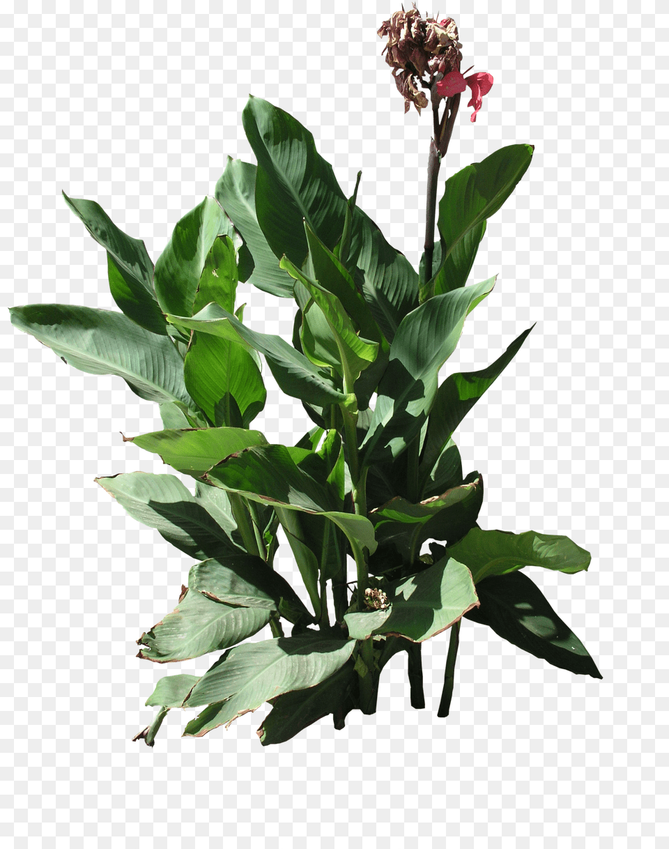Plant Texture Plant, Flower, Flower Arrangement, Flower Bouquet, Leaf Free Png Download