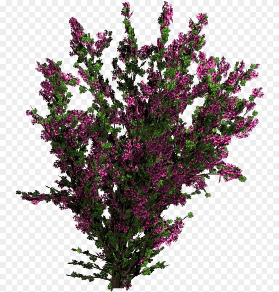 Plant Texture Tree Of Flower, Purple Free Transparent Png