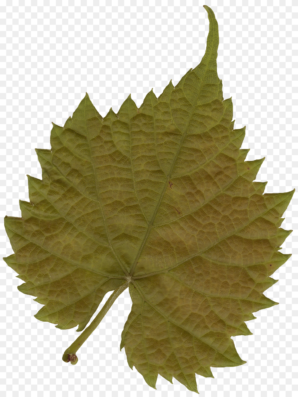 Plant Textures, Leaf, Tree, Oak, Sycamore Png Image