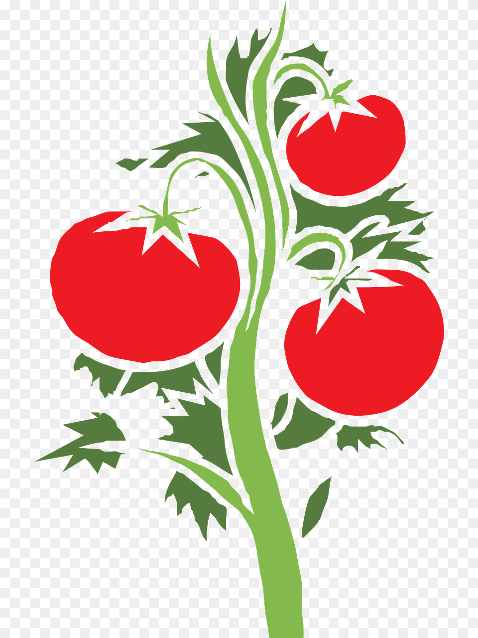 Plant Tomato Huge Fruits Tomato Plant Clipart, Food, Person, Produce, Vegetable Free Png Download