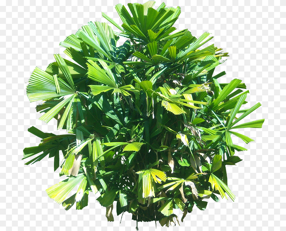 Plant Top View, Leaf, Palm Tree, Tree, Vegetation Png Image