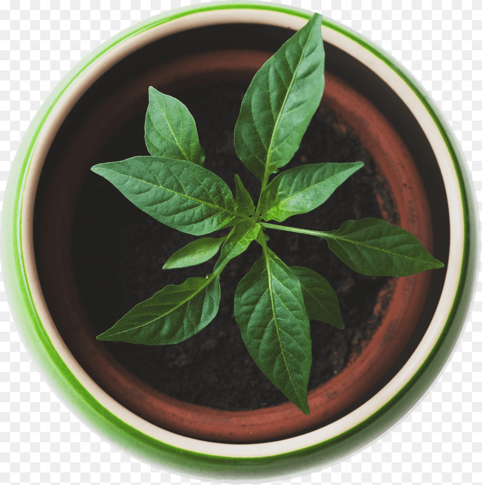Plant Top View Plant Top View, Leaf, Potted Plant, Cookware, Pot Png