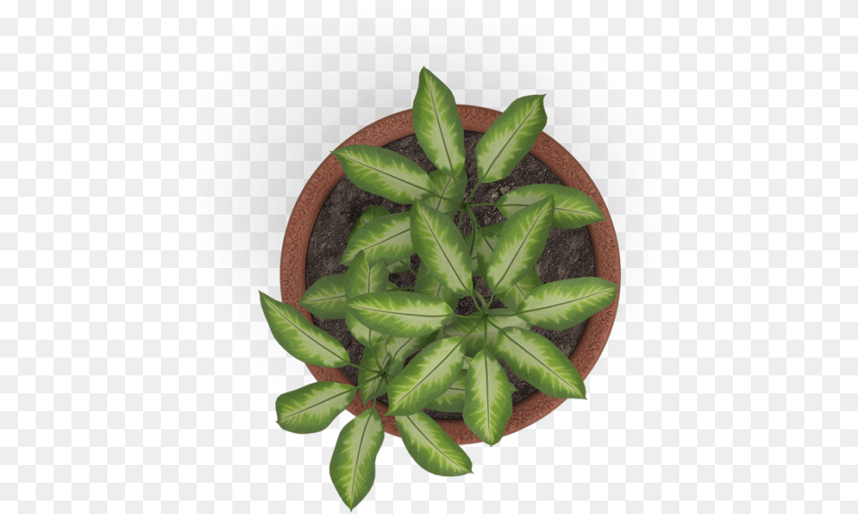 Plant Top View Vector Clipart Psd Plant Top View, Leaf, Potted Plant, Herbal, Herbs Png Image