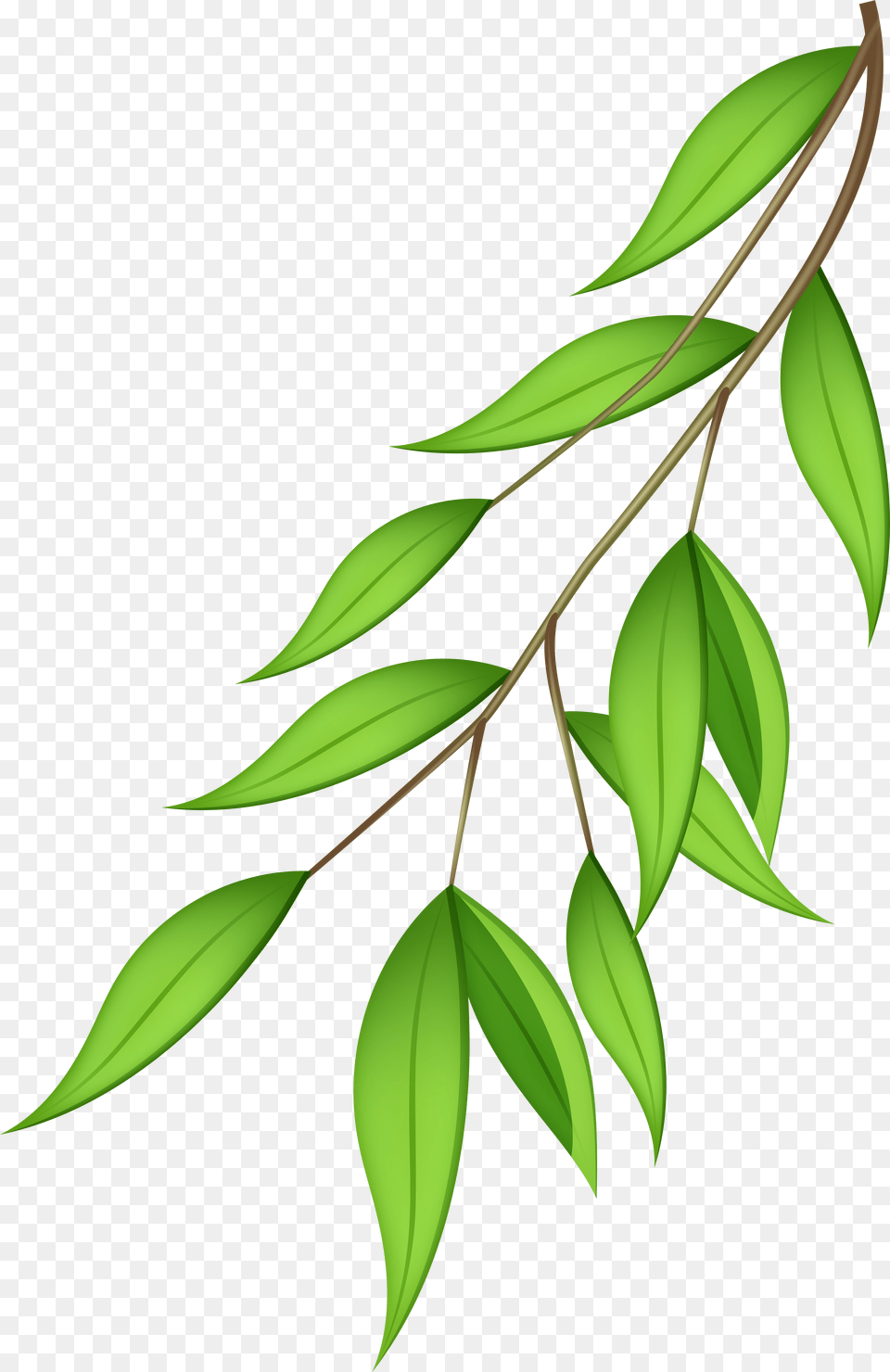 Plant Transparent Background Clip Art Tree Branch Clipart Transparent Background Png