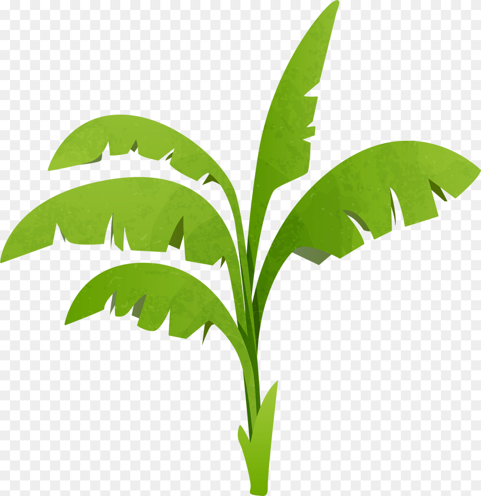 Plant Transparent Clipart Background, Green, Leaf Free Png Download