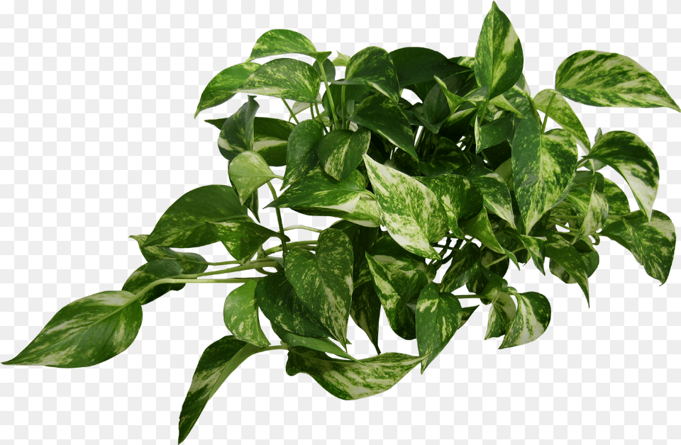 Plant Transparent Hd Transparent Background Transparent Plant, Leaf, Potted Plant, Vine Png Image
