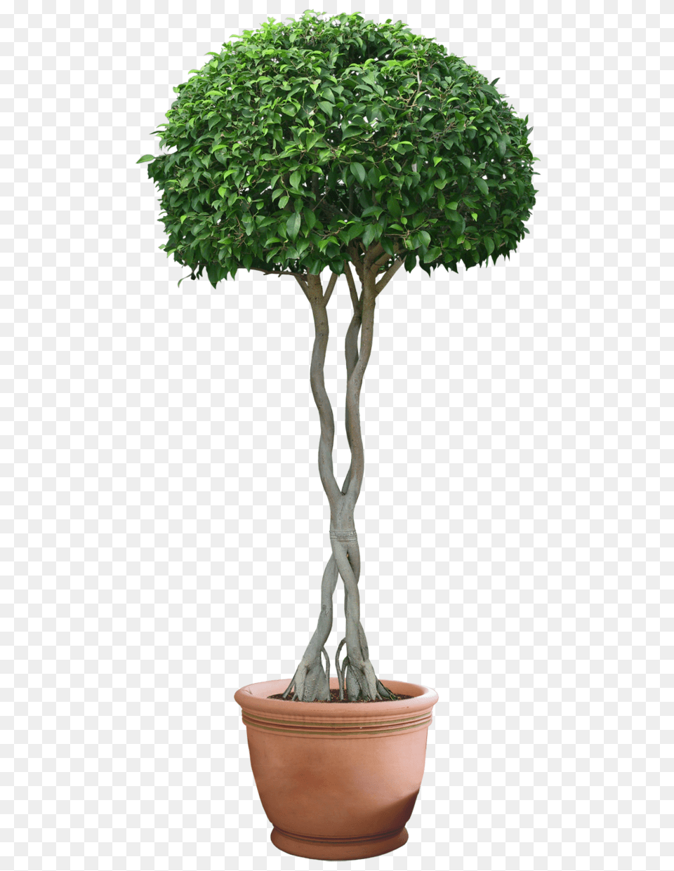 Plant Transparent Image Street Plant, Potted Plant, Tree, Bonsai Png