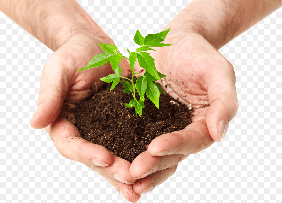Plant Tree Hand, Soil, Planting, Leaf, Person Free Transparent Png
