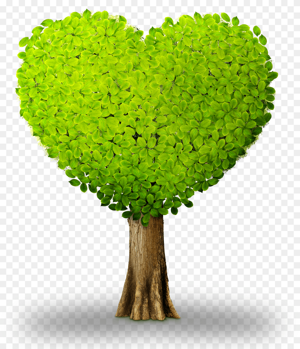 Plant Tree Heart Heart Shaped Tree Clipart, Tree Trunk, Leaf, Green, Symbol Free Transparent Png