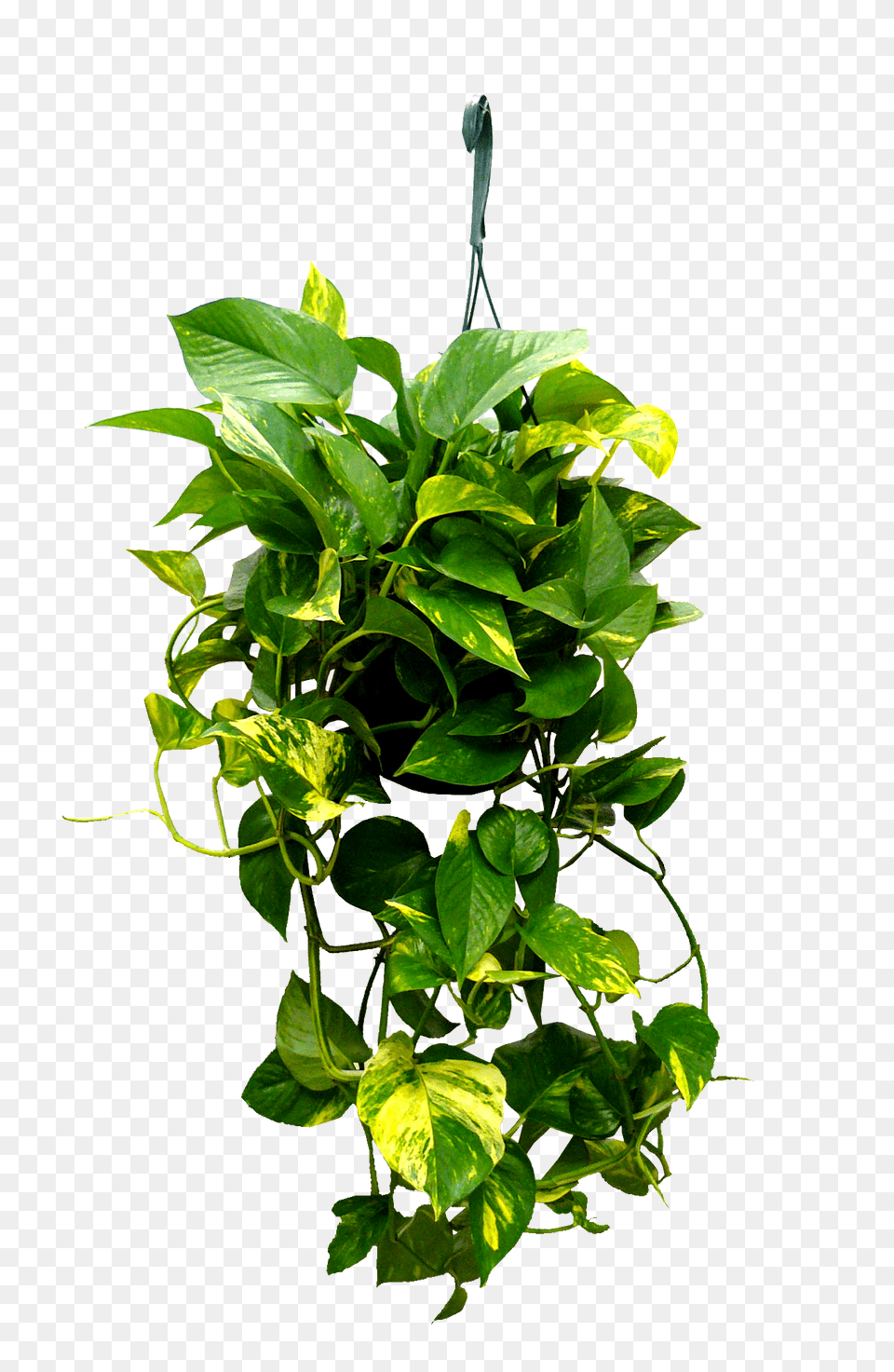 Plant Tree Nature Hanging Creeper Creepers Hanging Plants Leaf, Potted Plant, Vine Free Transparent Png