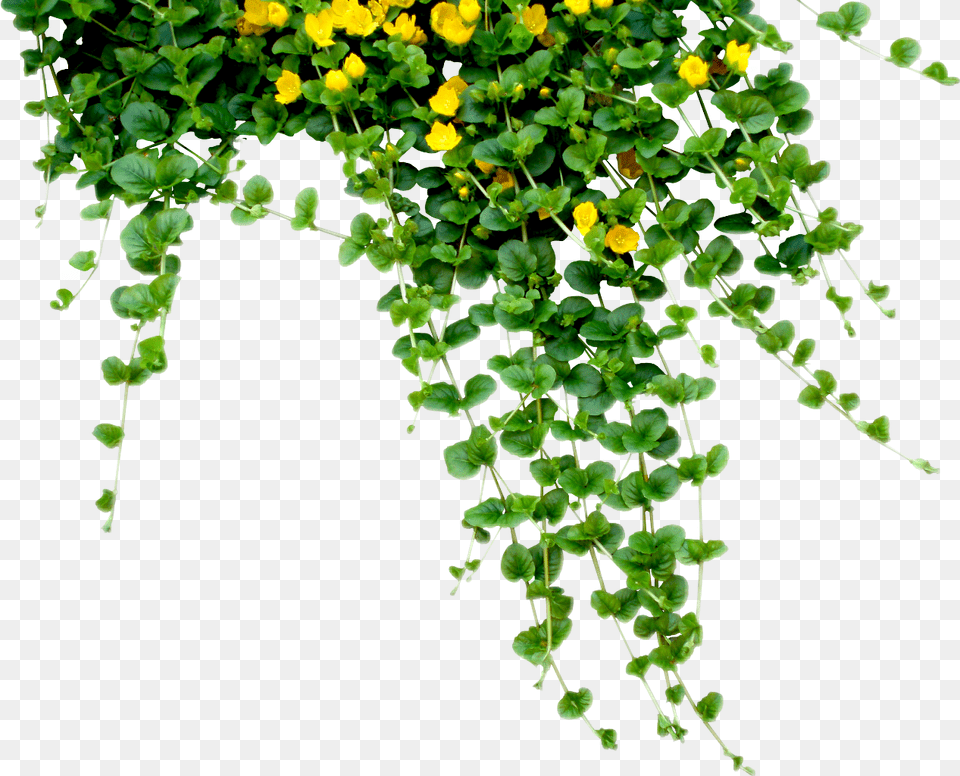 Plant Tree Nature Hanging Creeper Plants And Flowers, Leaf, Vine, Potted Plant, Flower Png