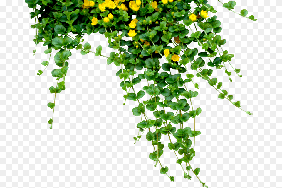 Plant Tree Nature Hanging Plant Creeper Creepers Plant, Vine, Leaf, Flower, Potted Plant Png