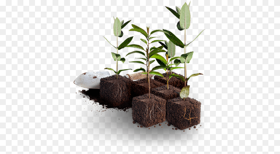 Plant Tree Tree, Soil, Potted Plant, Leaf, Vase Png Image
