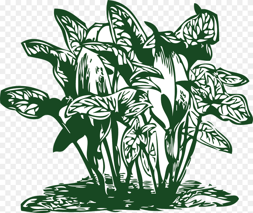 Plant Tropical Leaf Free Picture Tropical Plant Clip Art, Green, Graphics, Adult, Person Png Image