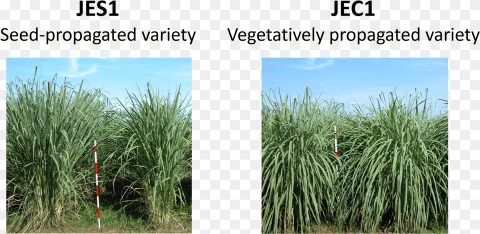 Plant Type Of Erianthus Varieties Jes1 And Jec1 Sweet Grass, Vegetation, Soil, Stick, Reed Free Transparent Png