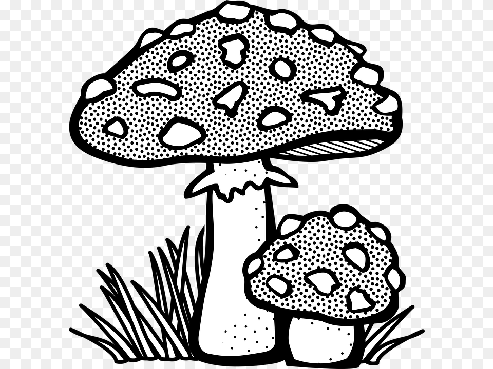 Plant Vector, Fungus, Mushroom, Wildlife, Animal Png Image