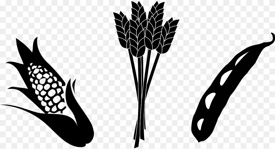 Plant Vector Real Black And White Soybean Clipart, Art, Stencil, Drawing Free Png