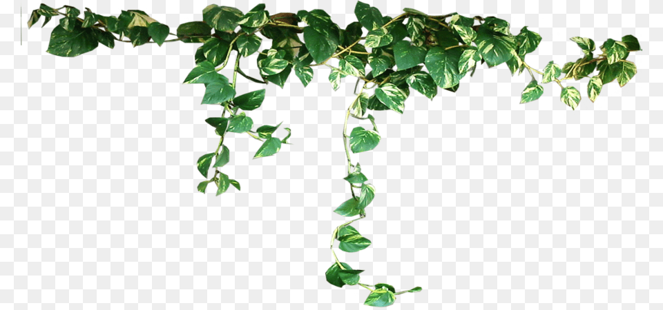 Plant Vine Clip Art Plants, Leaf, Ivy Free Png Download