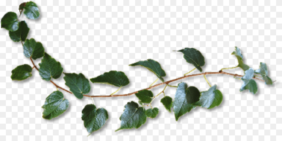 Plant Vine Green Freetoedit Twig, Leaf, Flower, Ivy, Food Png Image