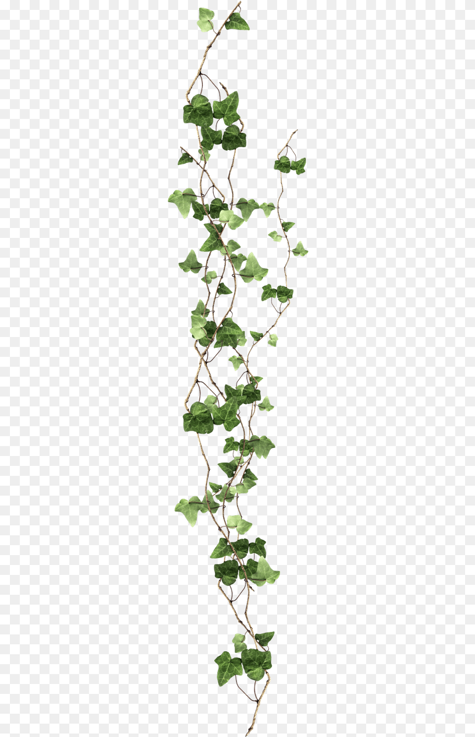 Plant Vine Ivy Clipart Hd Clipart Ivy Free Png