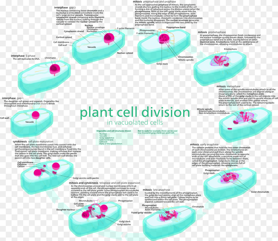 Plant Vs Animal Cell Division, Accessories, Bracelet, Jewelry, Device Free Png Download
