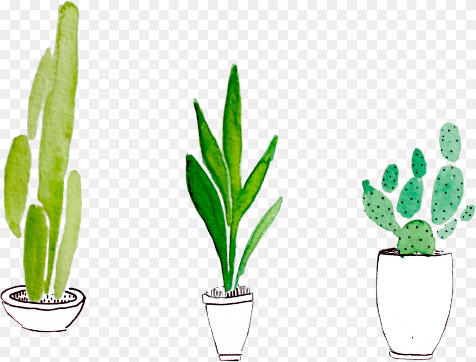 Plant Watercolor, Potted Plant, Leaf, Cactus Free Png Download