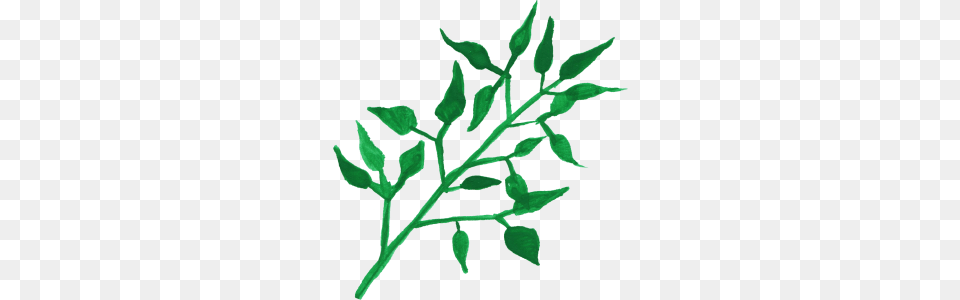 Plant Watercolor Leaves Leaves, Grass, Herbal, Herbs, Leaf Free Transparent Png