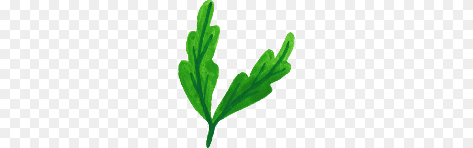 Plant Watercolor Leaves Leaves, Herbal, Herbs, Leaf, Parsley Free Png