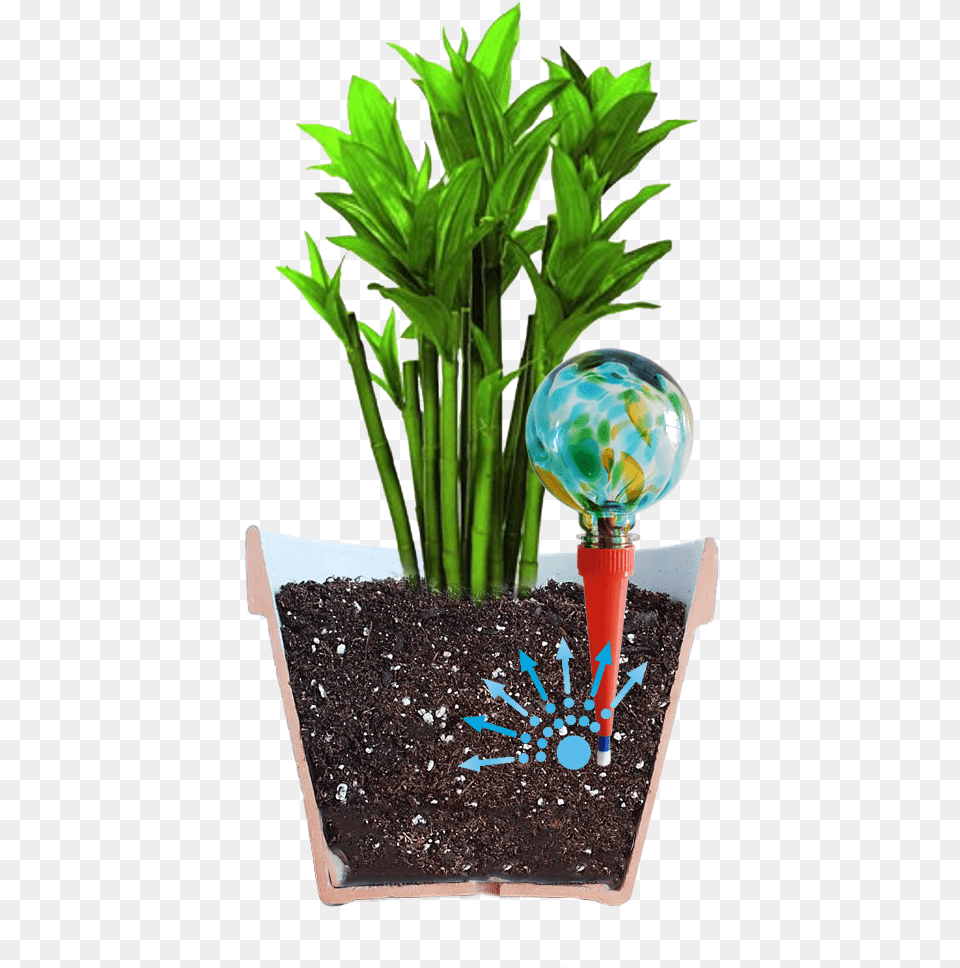 Plant Watering System, Animal, Vase, Soil, Sea Life Free Png Download