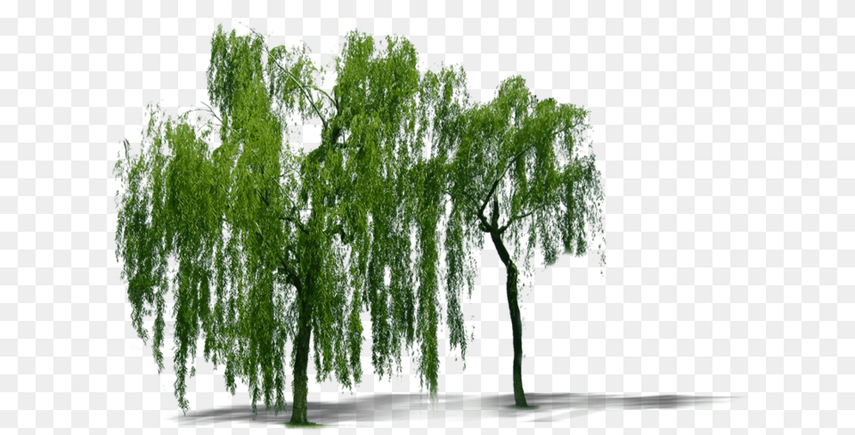 Plant Weeping Willow Tree Trees Weeping Willow Tree, Vegetation Free Png