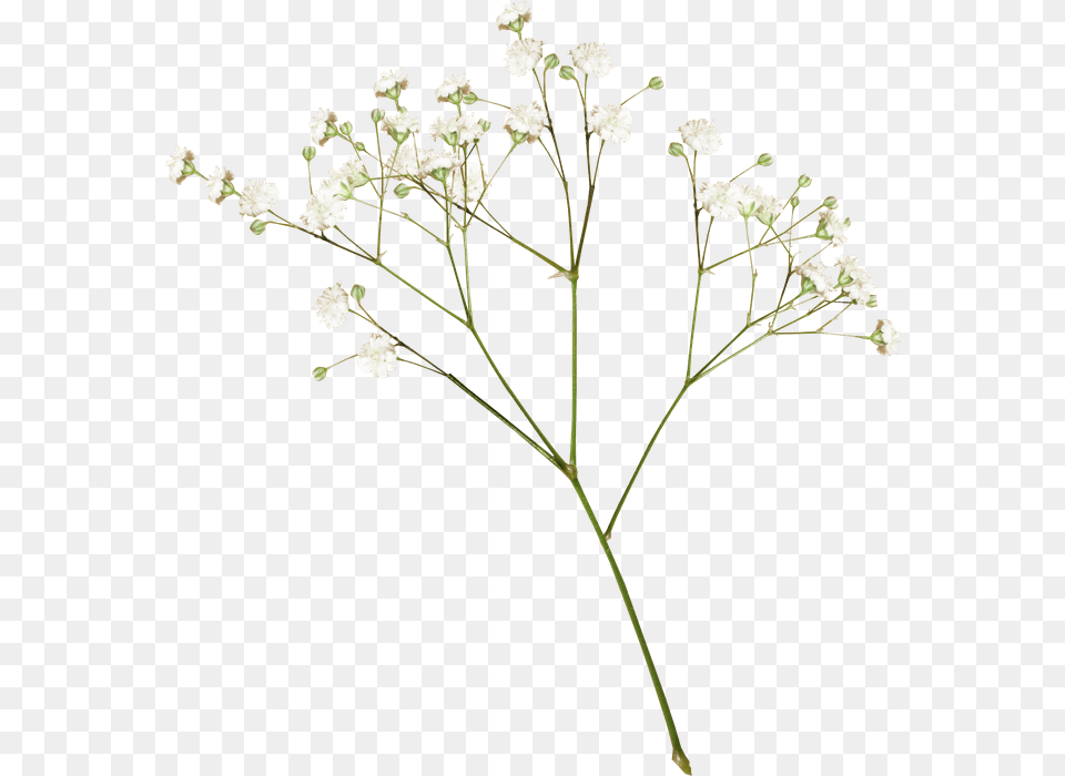 Plant White Flower Aesthetic, Apiaceae Free Png Download