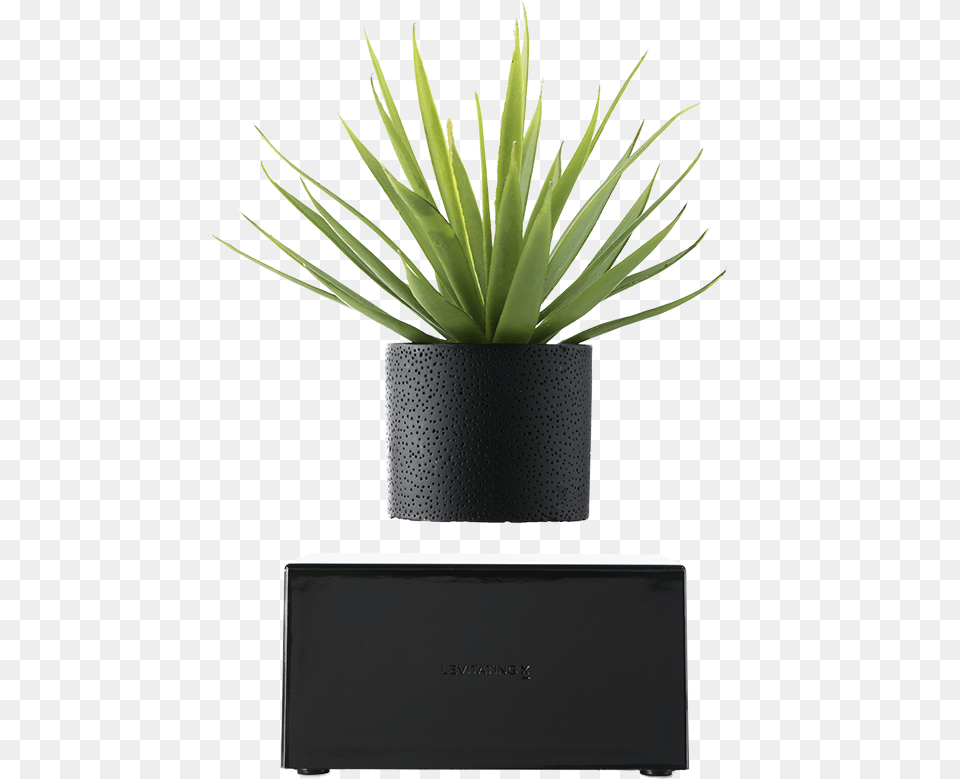 Plant Wireless Job Portal Apps Icons, Vase, Pottery, Potted Plant, Planter Free Png Download