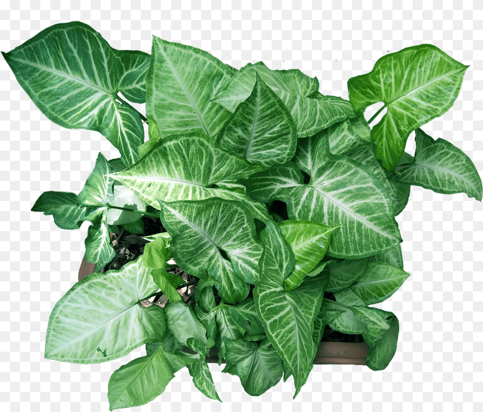 Plant With Flower Pot Free Photo Graphics Pic Png Image