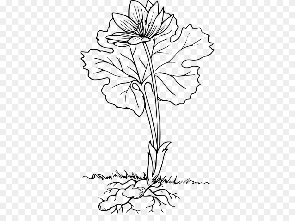 Plant With Roots Black And White, Gray Png Image