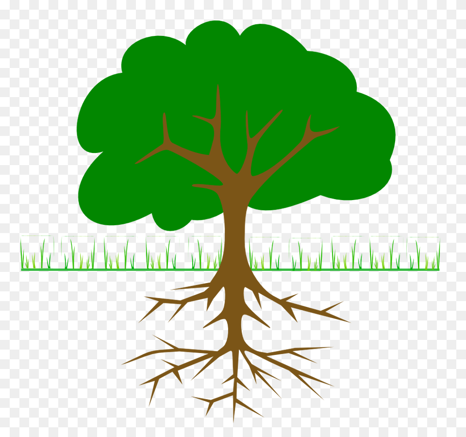 Plant With Roots Clipart, Root, Tree, Herbal, Herbs Free Png