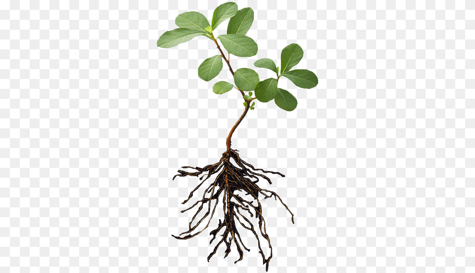 Plant With Roots Image, Leaf, Soil, Root Free Transparent Png