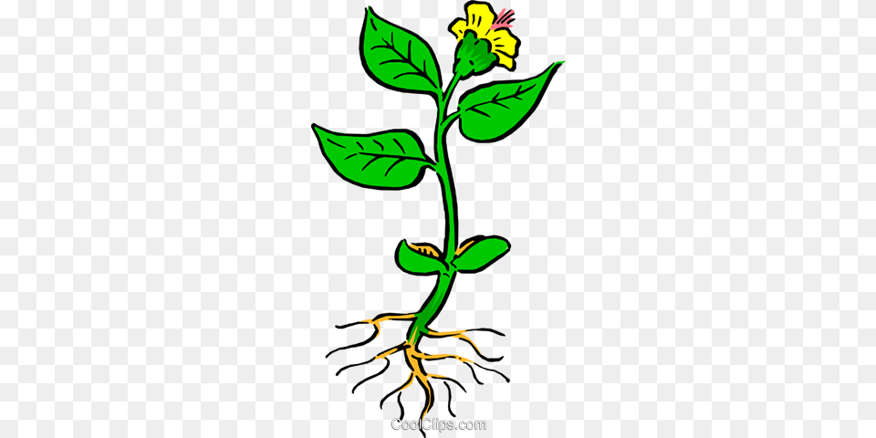 Plant With Roots Royalty Vector Clip Art Illustration, Leaf, Flower, Vegetation, Acanthaceae Free Transparent Png