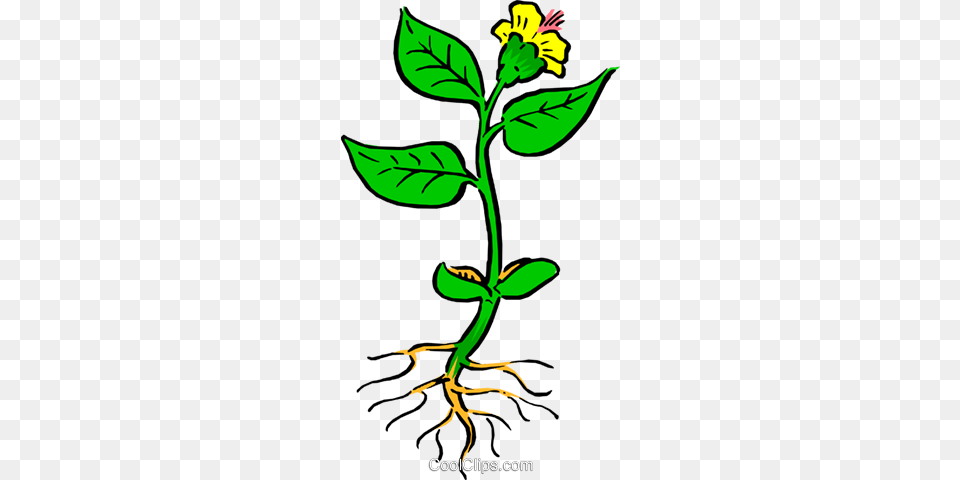 Plant With Roots Royalty Vector Clip Art Illustration Plant With Roots Clip Art, Leaf, Flower, Vegetation, Acanthaceae Png Image
