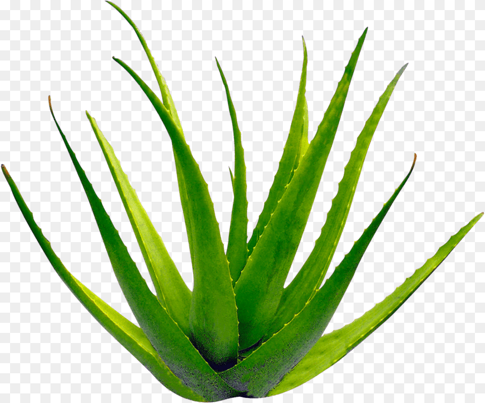 Planta Aloe Vera Transparent Background Aloe Vera, Plant Png