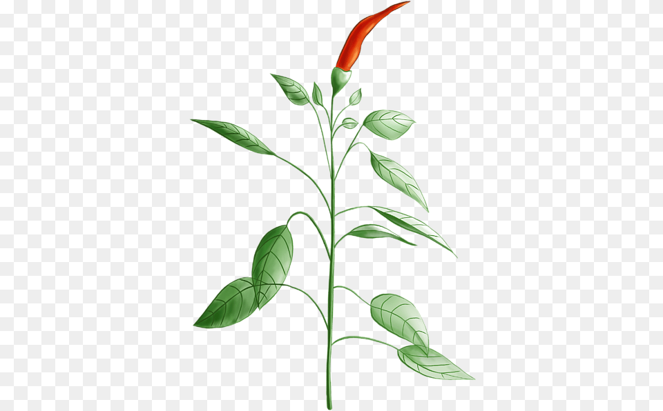 Planta De Aji Dibujo, Acanthaceae, Flower, Leaf, Plant Free Transparent Png