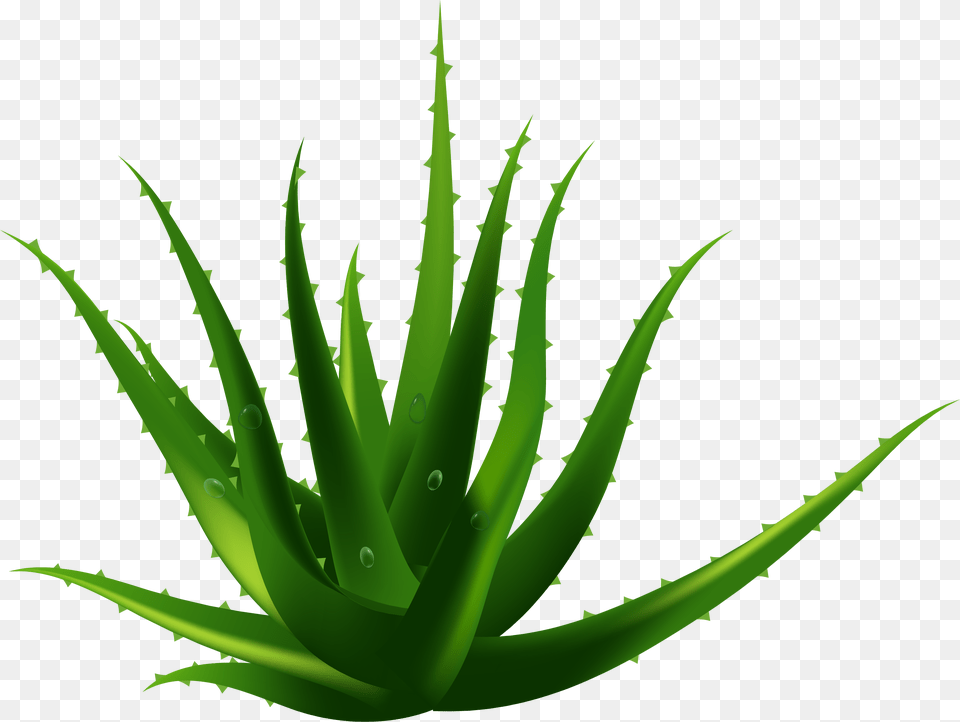 Planta De Aloe Vera Euclidiana Del Vector Aloe Vera Transparent Background, Plant Png