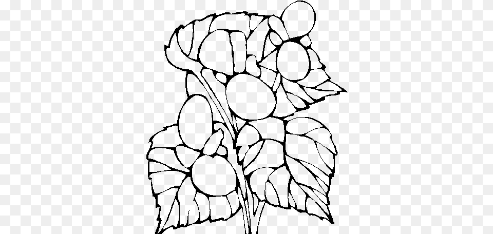 Planta De Begonia Para Colorear, Gray Free Png