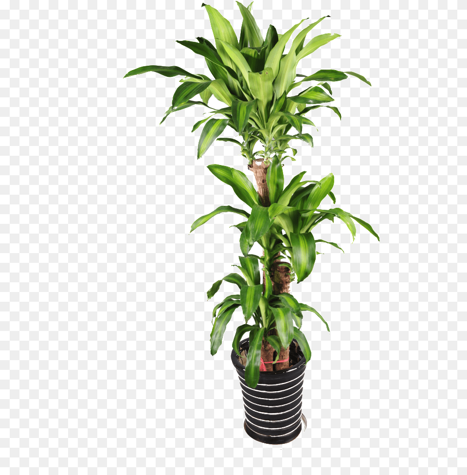 Planta De Maceta De Bonsai Background Potted Plant, Leaf, Potted Plant Free Transparent Png