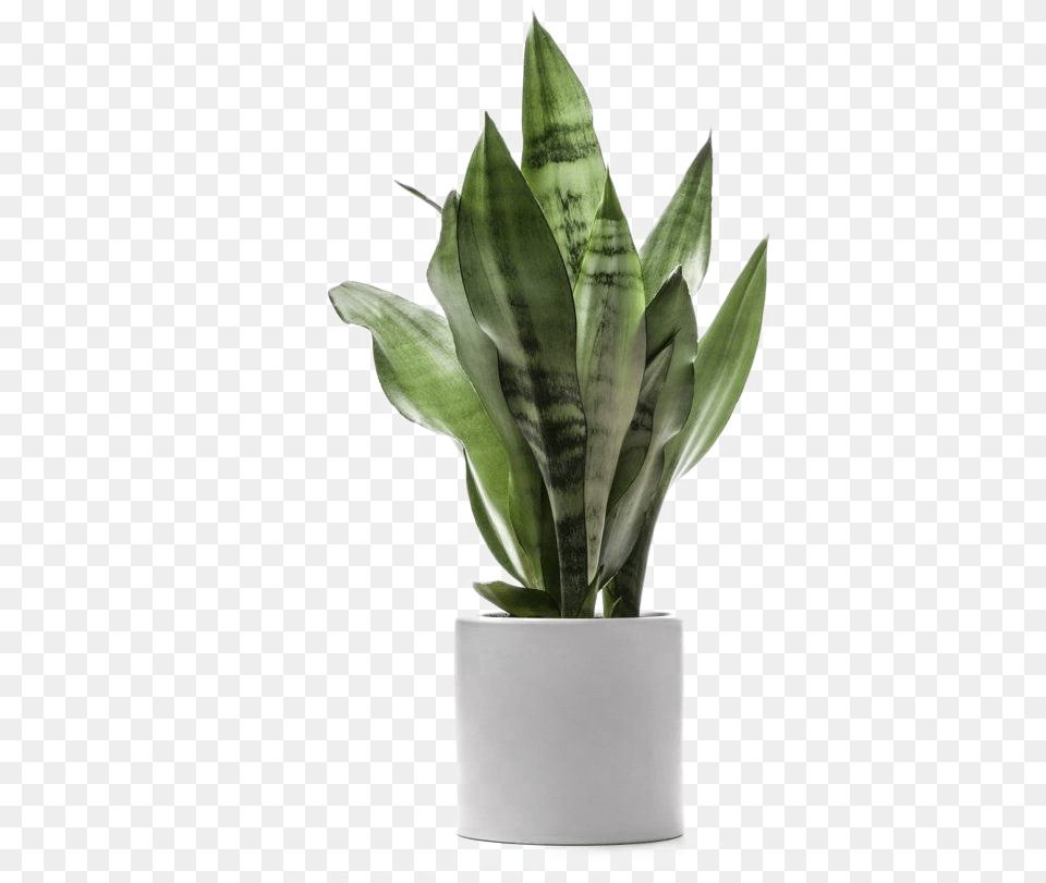 Planta De Rbol De Dragn Dracaena Fragans Luz Transparent Background House Plant, Jar, Planter, Potted Plant, Pottery Png Image